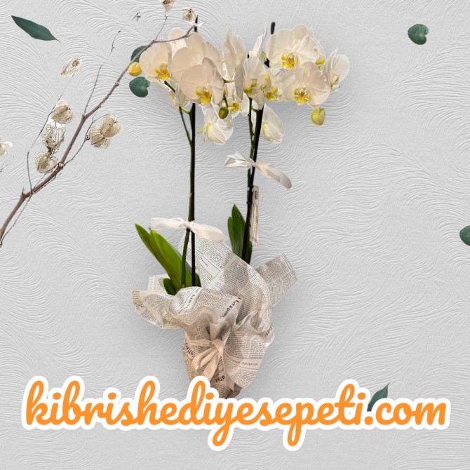 Çift Dallı Beyaz Orkide